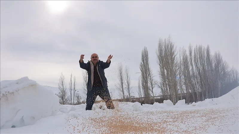 Deja 10 toneladas de grano a la naturaleza en invierno para que 