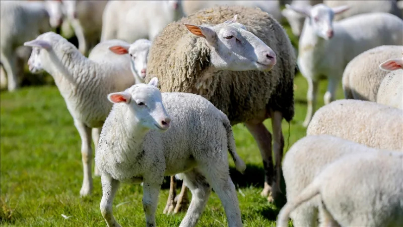 「農村における小家畜支援プロジェクト」の申請受付が開始されました