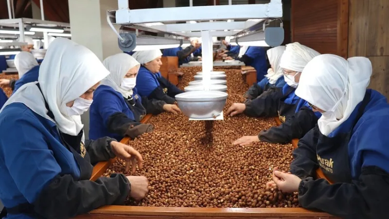 Giresuni ja Ordu naistöötajad andsid suurima panuse pähkli eksporti